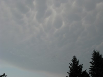 Nori mammatus-  2  iunie.jpg