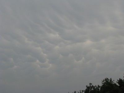 Nori  mammatus.jpg