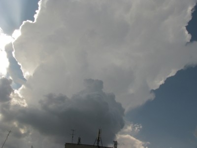 Cb  capilatus incus.jpg