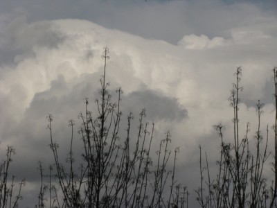 Cumulus  congestus  pileus-  7  martie  2009.jpg