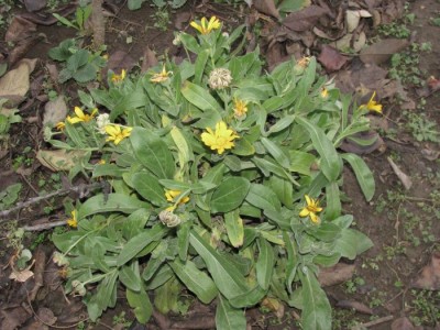 galbenele   inflorite  pe  21  decembrie.jpg