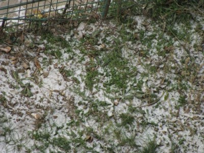 Zapada si  iarba  pe  28  decembrie.jpg