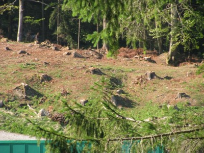 defrisare 3.jpg