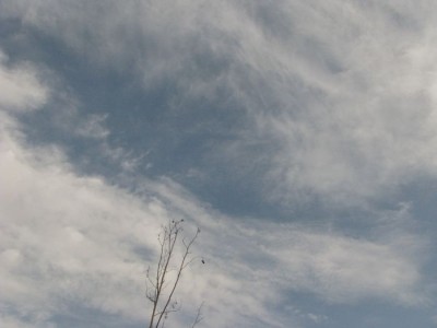 Nori  cirrus-  19  decembrie.jpg