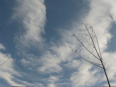 Cirrus  Spissatus- 24. 11. 2008.jpg