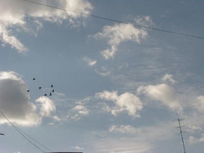 nori cirrus,  cumulus.jpg