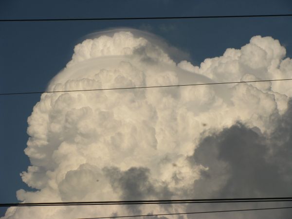 CB CALVUS  SUPERB.jpg